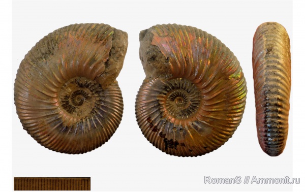 аммониты, юра, Дубки, ?, Саратовская область, Ammonites, Kinkeliniceras, Jurassic