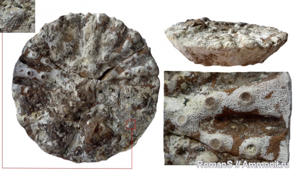 мел, губки, Саратовская область, Coeloptychium, Coeloptychium agaricoides, Cretaceous