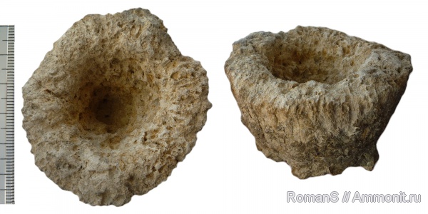 мел, губки, Саратовская область, Cephalites, cephalites capitatus, Cretaceous