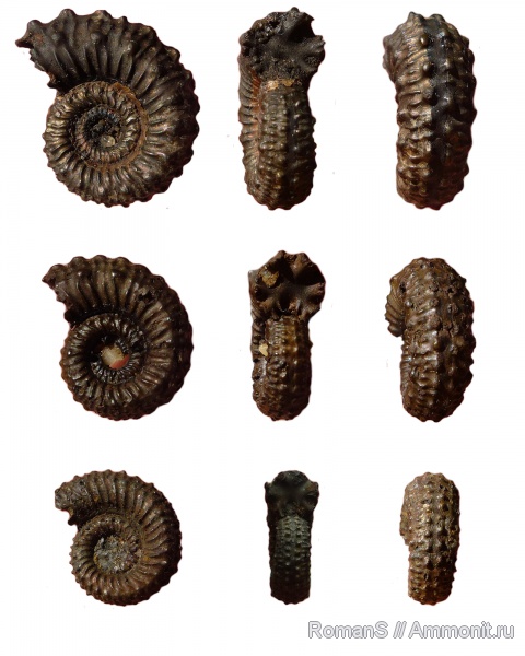 аммониты, юра, Дубки, Kosmoceratidae, Саратовская область, Ammonites, Mojarowskia mojarowskii, Mojarowskia, Jurassic
