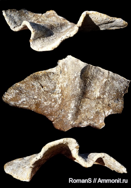 мел, губки, Саратовская область, Demospongia, Cretaceous