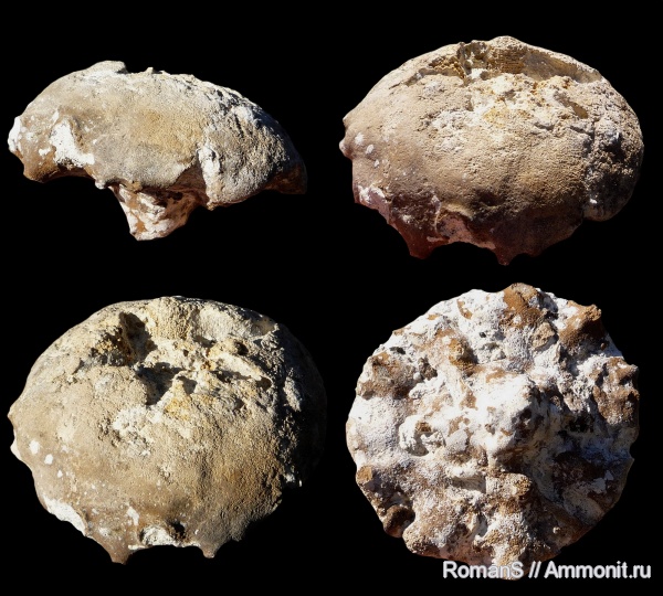 мел, губки, Саратовская область, Camerospongia, Cretaceous