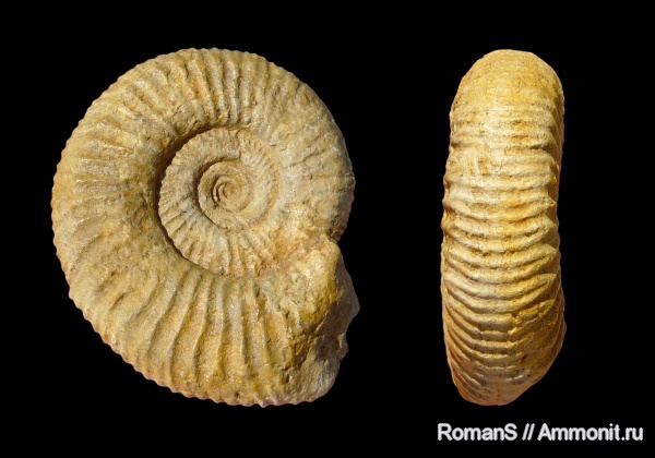 аммониты, юра, Perisphinctidae, Ammonites, Dichotomoceras, Dichotomoceras grossouvrei, Jurassic
