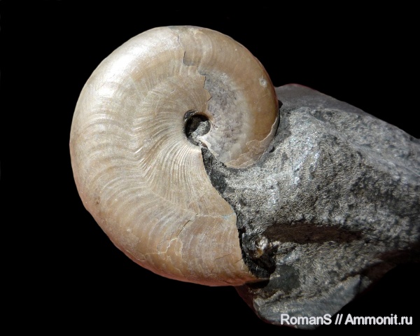 аммониты, Aconeceras, Aconeceras trautscholdi, устье, Саратовская область, Ammonites, Aconeceratidae, Aptian