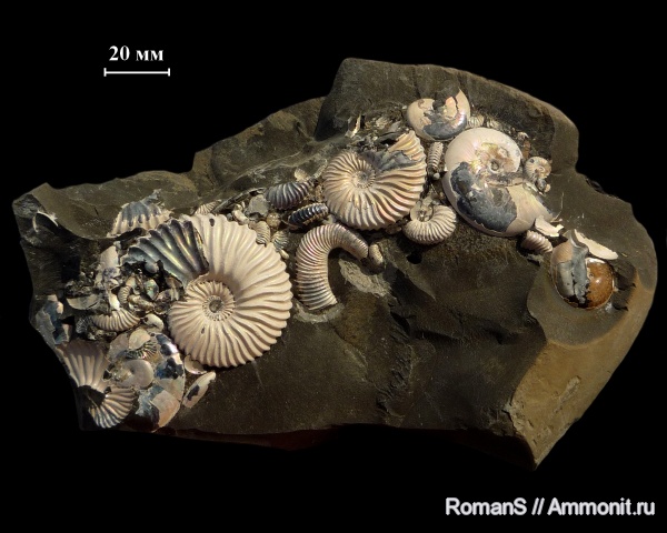 аммониты, Deshayesites, Aconeceras, Aconeceras trautscholdi, Саратовская область, Ammonites, Volgoceratoides, Aconeceratidae, Deshayesitidae, Aptian, Cretaceous