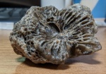фрагмент коралла