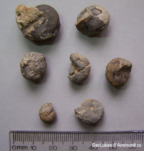 аммониты, Крым, Ammonites, Балаклава