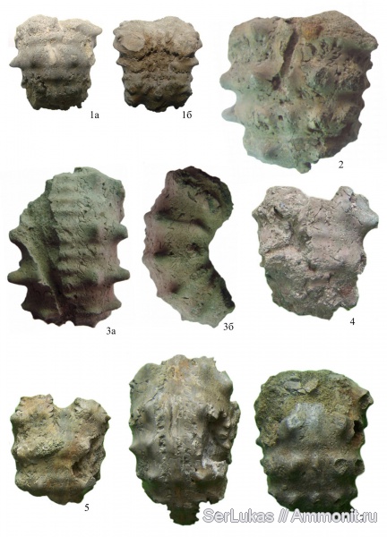 аммониты, Украина, сеноман, Ammonites, Acanthoceras, Acanthoceras rhotomagense, Cunningtoniceras cunningtoni, Cunningtoniceras, Cenomanian