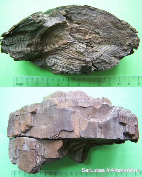 палеоген, олигоцен, Украина, лигнитизированная древесина