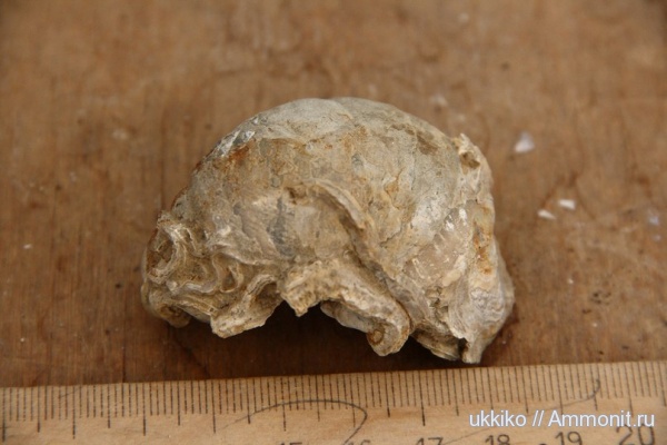 юра, двустворчатые моллюски, Нижегородская область, Jurassic