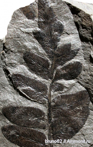 Carboniferous, Reticulopteris, seed ferns, medullosean ferns