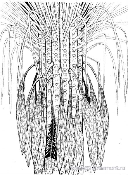Carboniferous, Sigillaria, Bolsovian, France, plants from Liévin aera