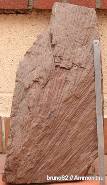 Carboniferous, Sigillaria, Bolsovian, France, plants from Liévin aera