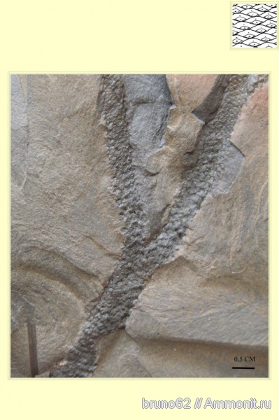 Carboniferous, Lepidophloios, Bolsovian, France, plants from Liévin aera