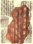Sigillaria scutellata