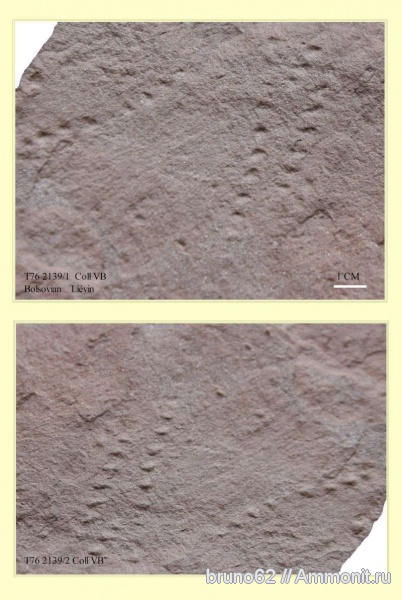 Carboniferous fauna from Liévin, ichnofossils