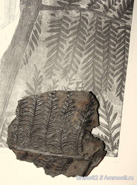 Carboniferous, Alethopteris, Alethopteris lonchitica, Bolsovian, France, plants from Liévin aera