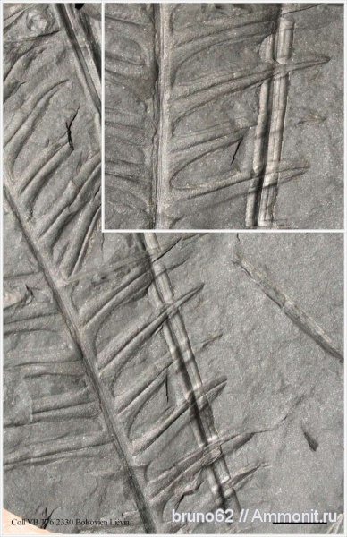 Carboniferous, Alethopteris, Alethopteris decurrens, Bolsovian, France, plants from Liévin aera