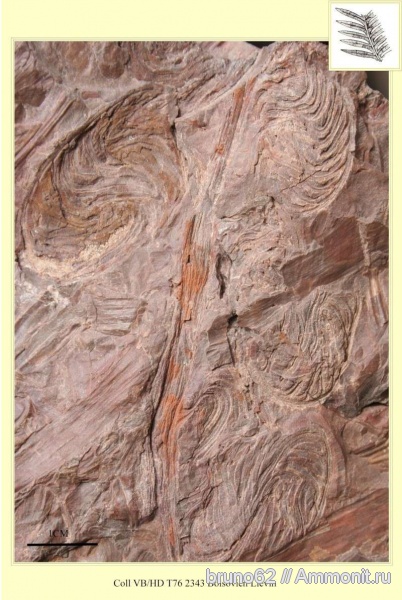 Carboniferous, Alethopteris, Alethopteris lonchitica, Bolsovian, France