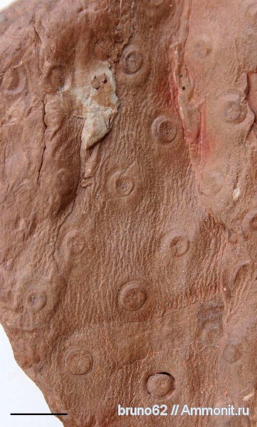Carboniferous, stigmaria, Bolsovian, France, plants from Liévin aera