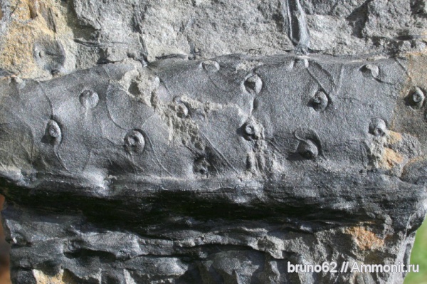 Carboniferous, stigmaria, Bolsovian, France, plants from Liévin aera