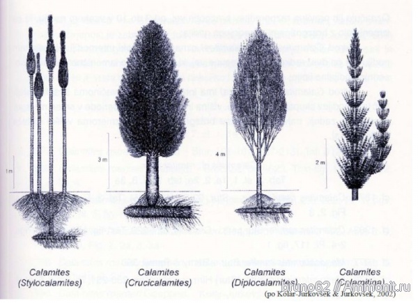 Carboniferous, Stylocalamites, Bolsovian, France, plants from Liévin aera, Calamitina, Diplocalamites, Crucicalamites
