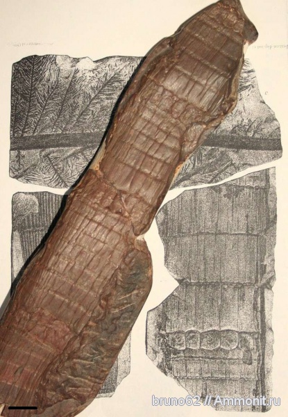 Carboniferous, Bolsovian, France, plants from Liévin aera, Calamitina
