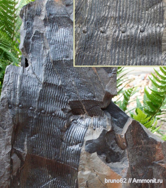 Carboniferous, Stylocalamites, Bolsovian, France, plants from Liévin aera, Stylocalamites undulatus