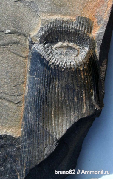 Carboniferous, Calamites, Bolsovian, France, plants from Liévin aera