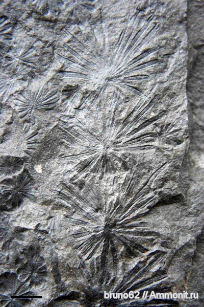 Carboniferous, Annularia, Bolsovian, France, plants from Liévin aera