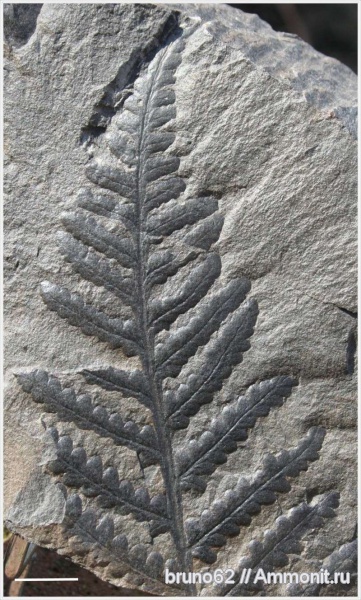 Carboniferous, Pecopteris, Bolsovian, France, plants from Liévin aera, Lobatopteris