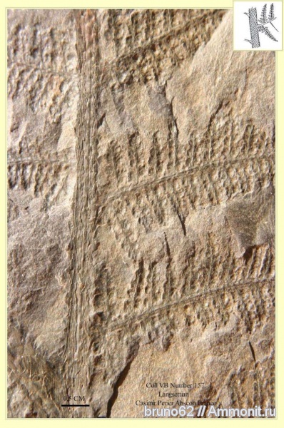 Carboniferous, Langsettian from northern France, Lyginopteris