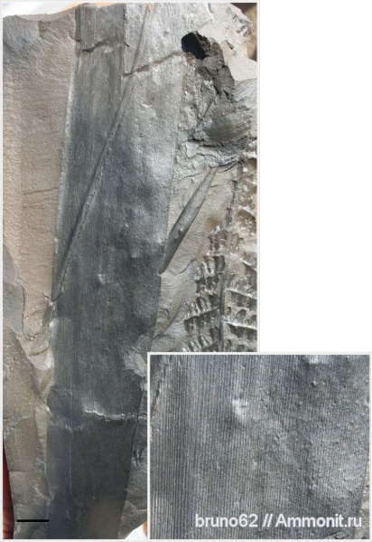 Carboniferous, Cordaites, Bolsovian, France, plants from Liévin aera