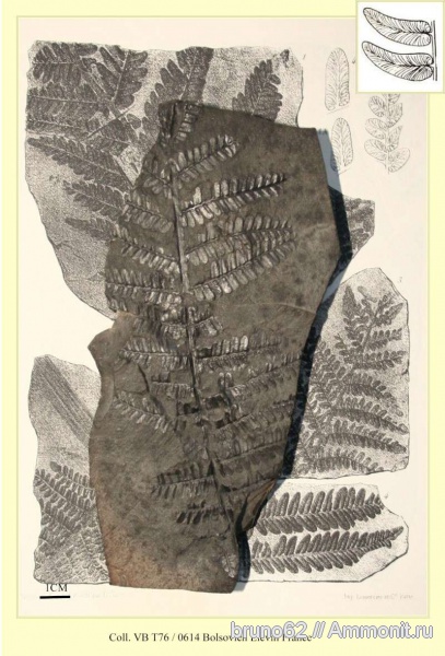 Carboniferous, Neuropteris, Bolsovian, France, plants from Liévin aera, Laveineopteris