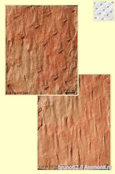 Carboniferous, Asolanus, Bolsovian, France, plants from Liévin aera