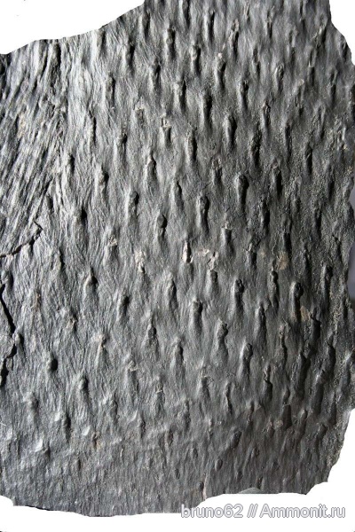 Carboniferous, Asolanus, Bolsovian