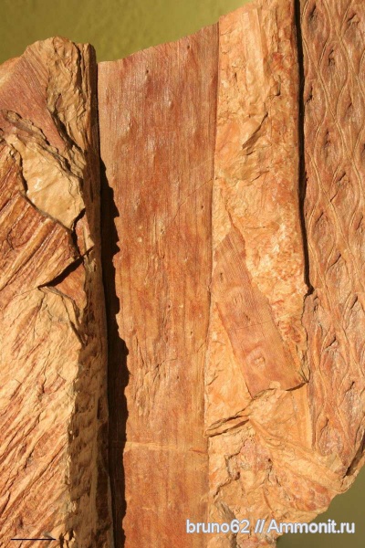 Carboniferous, Bolsovian, France, plants from Liévin aera