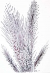 asolanus camptotaeniae