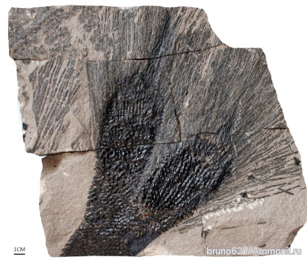 carboniferous plants from Puertollano Spain, Omphalophloios