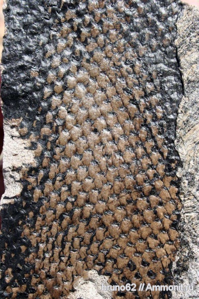 carboniferous plants from Puertollano Spain, Omphalophloios