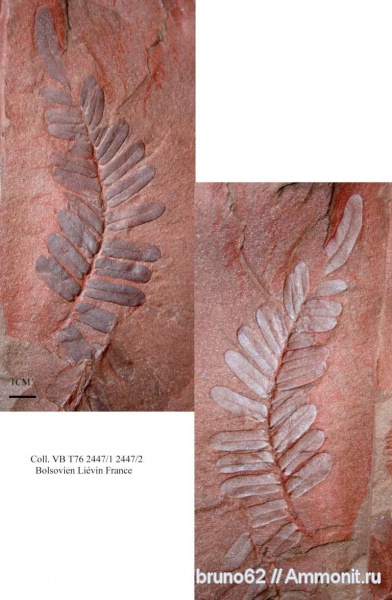 carboniferous plants from northern france