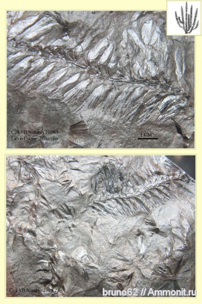 Sphenophyllum, carboniferous plants from northern france