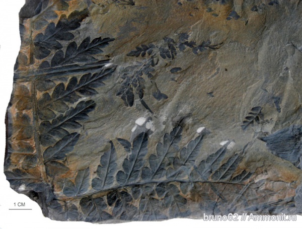 Mariopteris, carboniferous plants from northern france