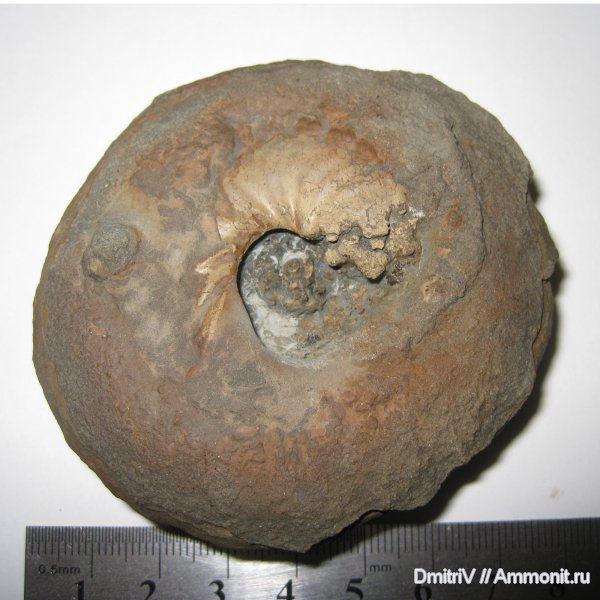 мел, мезозойская эра, Cretaceous