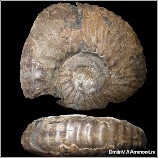 аммониты, Ammonites