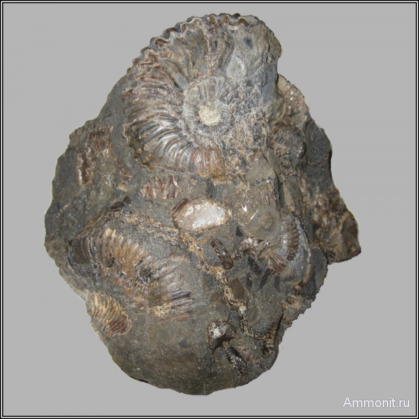 аммониты, конкреции, Ammonites
