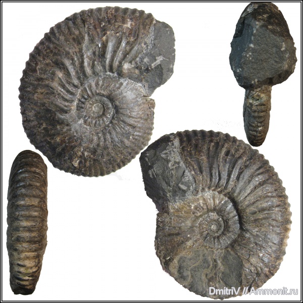 Acanthohoplites