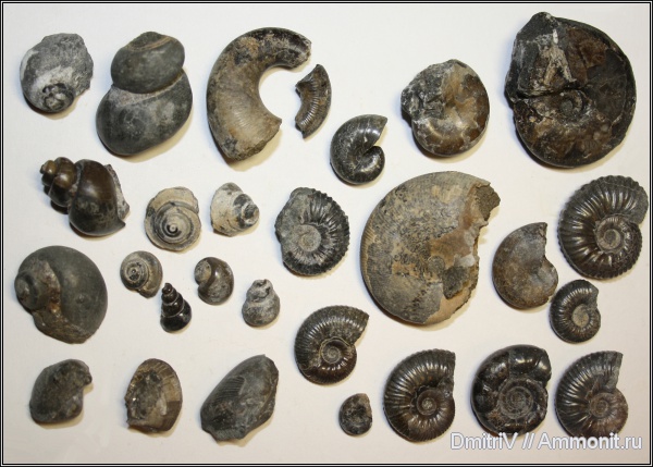 аммониты, гастроподы, двустворки, Ammonites