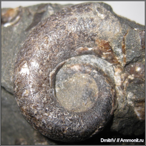гетероморфные аммониты, Pictetia, heteromorph ammonites
