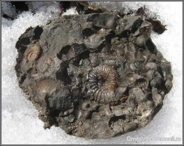 аммониты, двустворчатые моллюски, конкреции, Ammonites